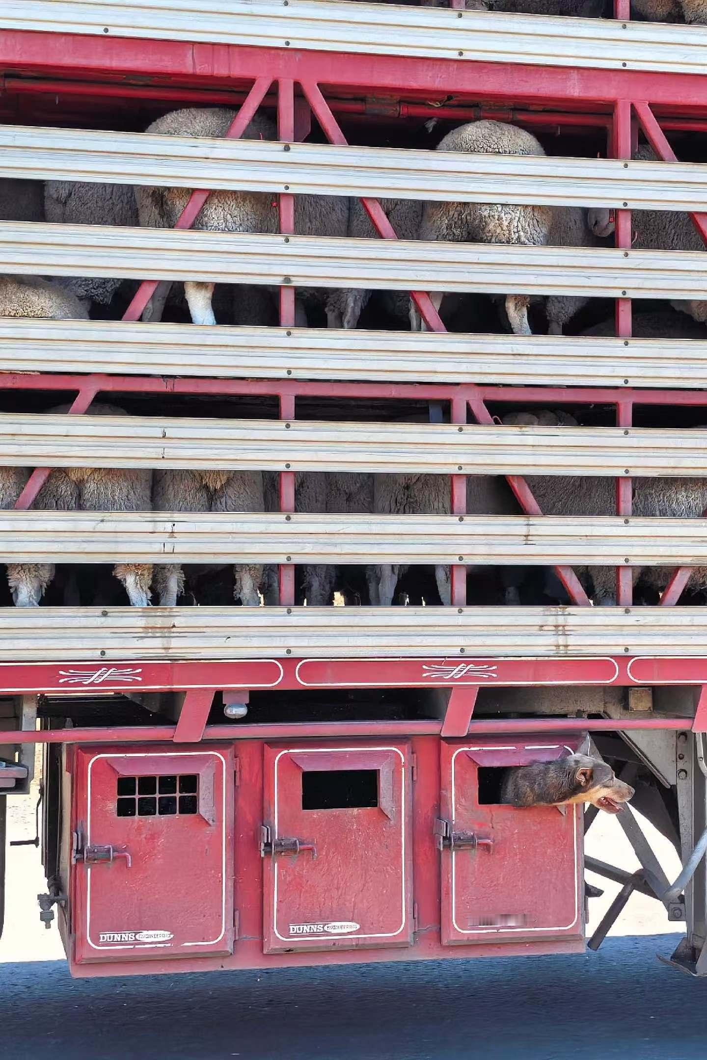 拉羊的拉车下面还有三只🐶，这是牧羊犬？