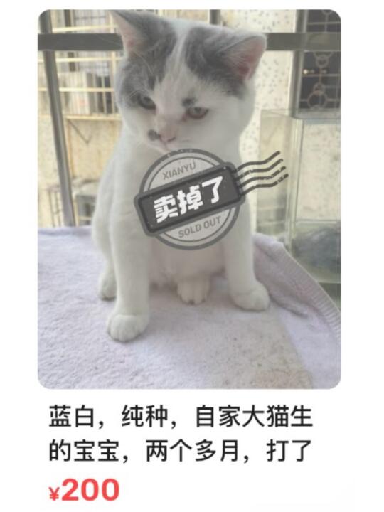 贪便宜花两百买的猫 结果…