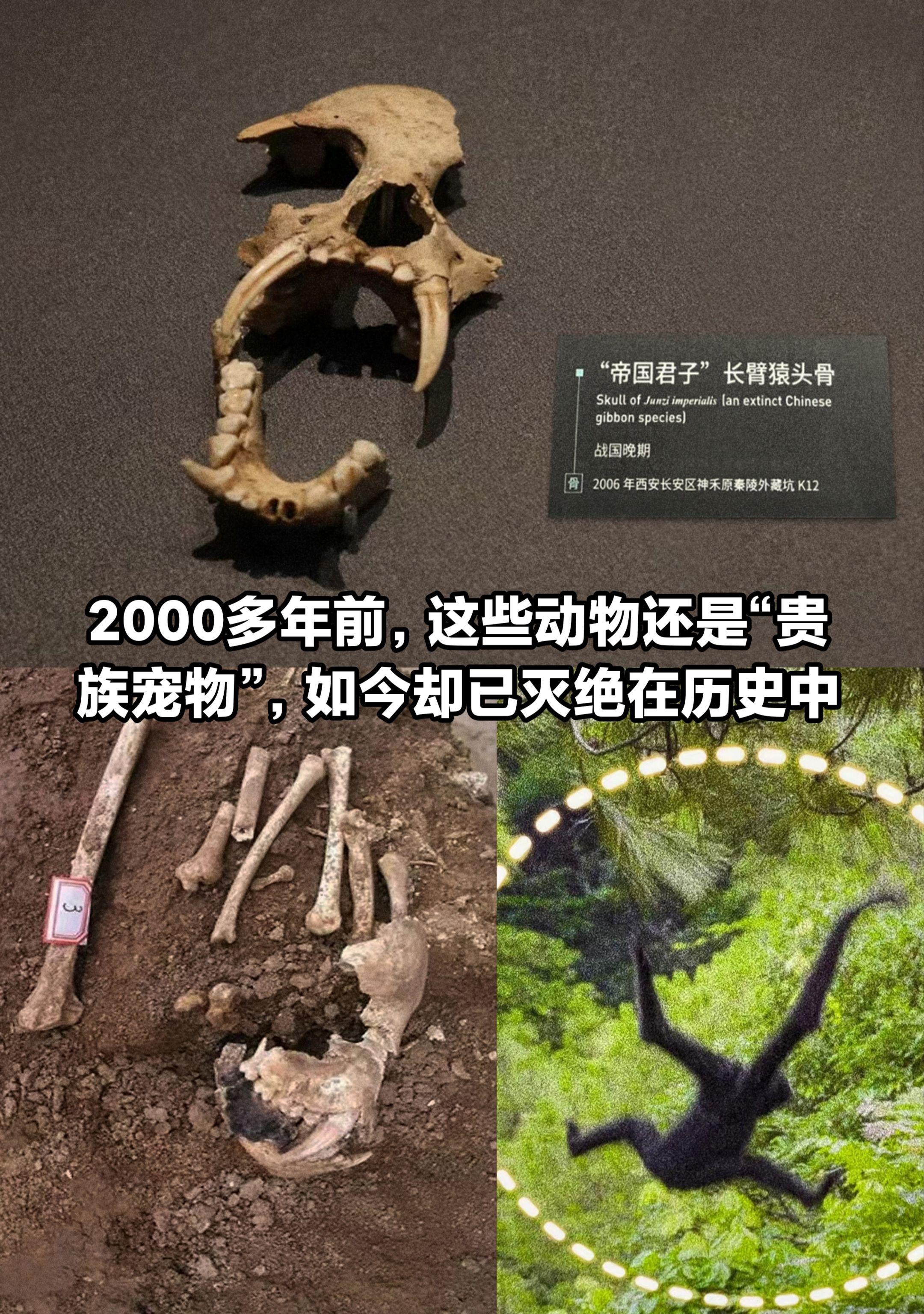 它是全新的物种，却早已彻底灭绝。