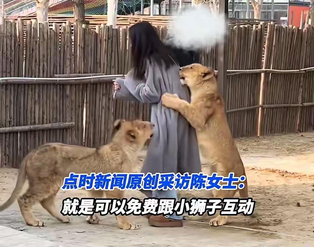 河北保定动物园这事儿太让人捏把汗！陈女士穿毛毛外套跟两只小狮子互动，狮子直接爬她
