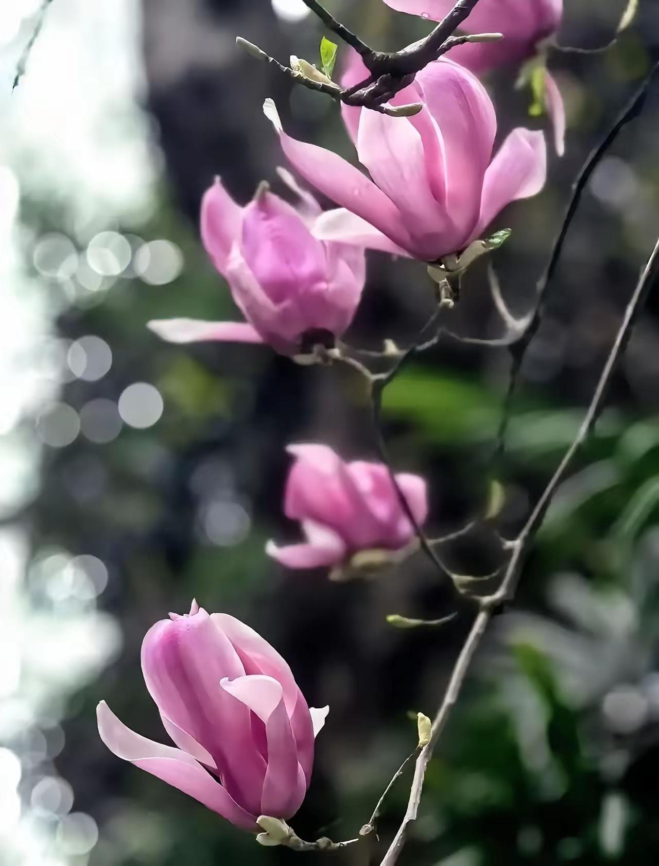 这一个春节儿子应该是真正体会到了社会的真实性了。儿子高中的时候读书还是吊儿郎当