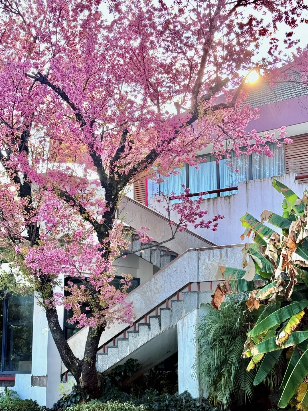 9：30实况🫧昆明樱花杀疯了！！！！！