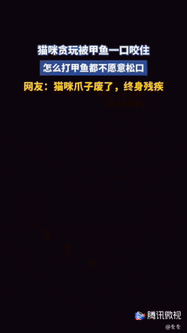 安徽，一海鲜店老板准备把甲鱼端出来售卖，没想到小猫咪“贪玩”，它的爪子被甲鱼一口