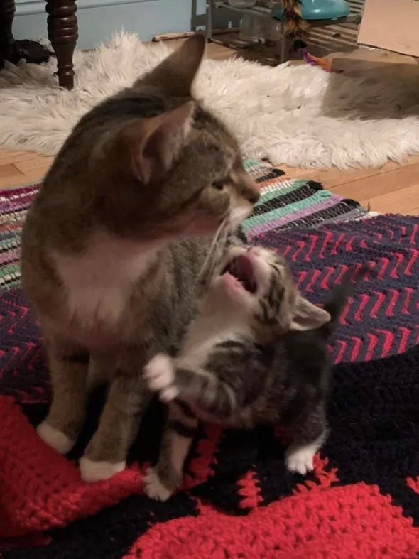 这画面真的好像小猫咪在跟妈妈告状啊，太可爱了！