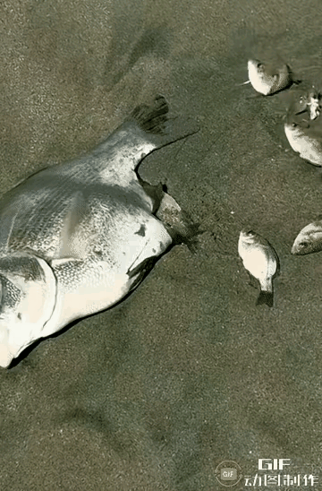 要不是亲眼所见真的不信鱼是胎生。不过，蛇是胎生的，但有些蛇是先产蛇蛋然后孵出小蛇