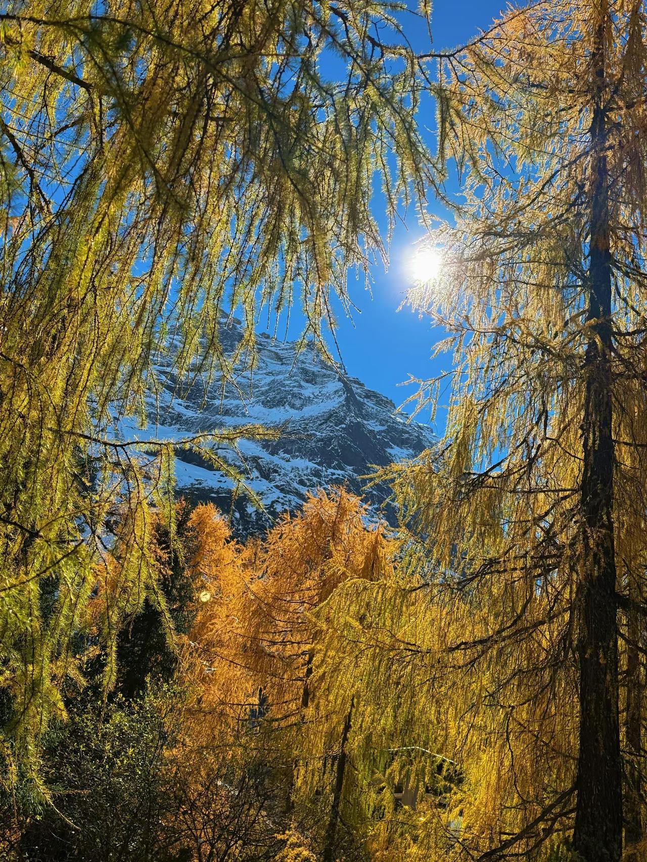 去游览四姑娘山时，被双桥沟的美景迷住了，这里宛如一幅色彩斑斓的画卷。雪山巍峨