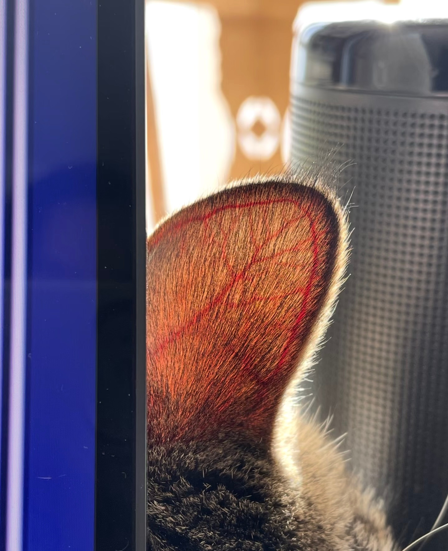 小猫的耳朵像树叶