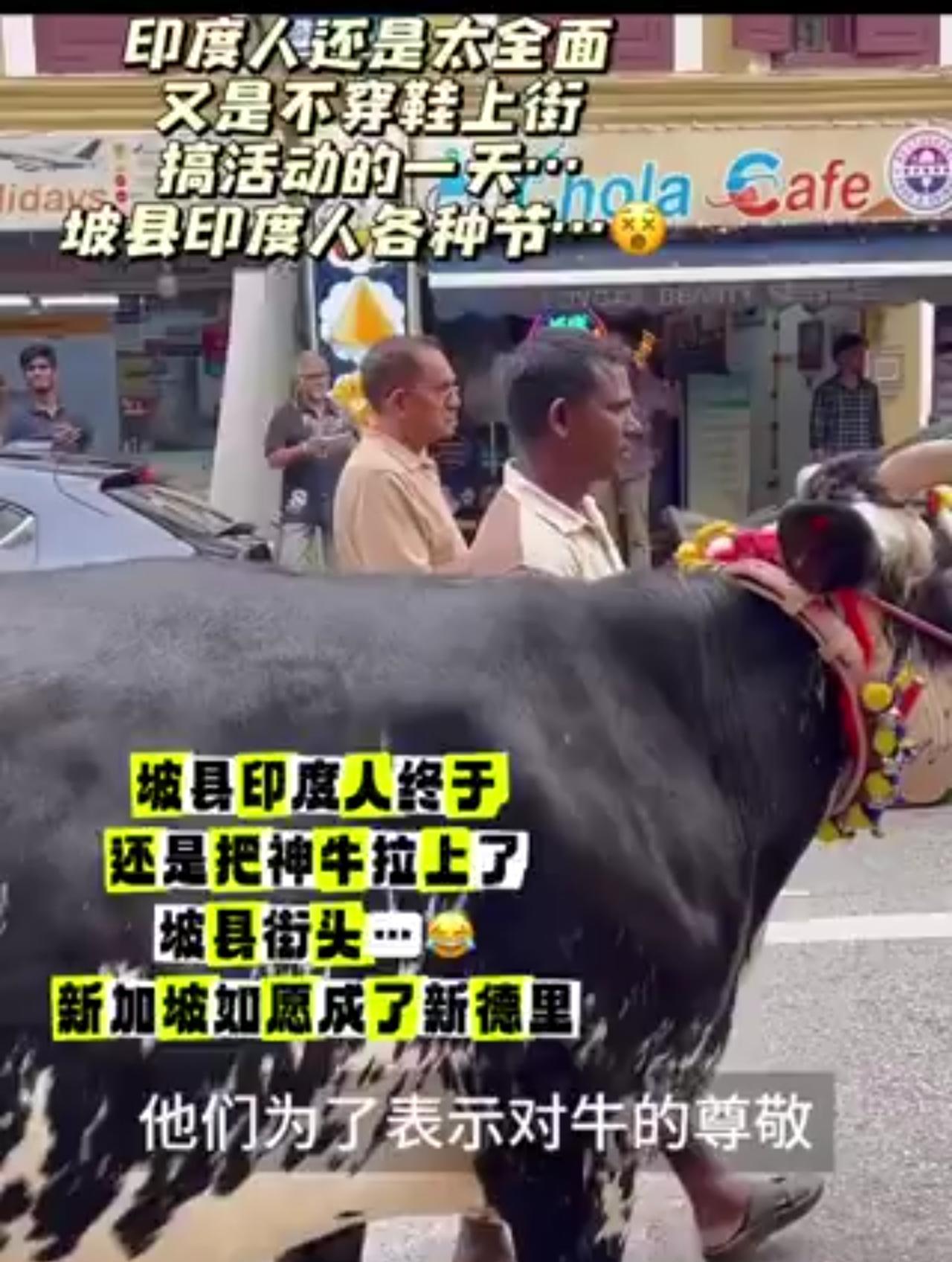印度人终于还是把神牛拉上了坡县街头，新加坡如愿成了新德里。问题是难道这不违反坡