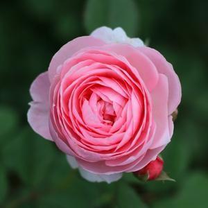 同事李哲上午九点十七分借走我的车钥匙，下午三点发消息让我转他九百八十六块。他说