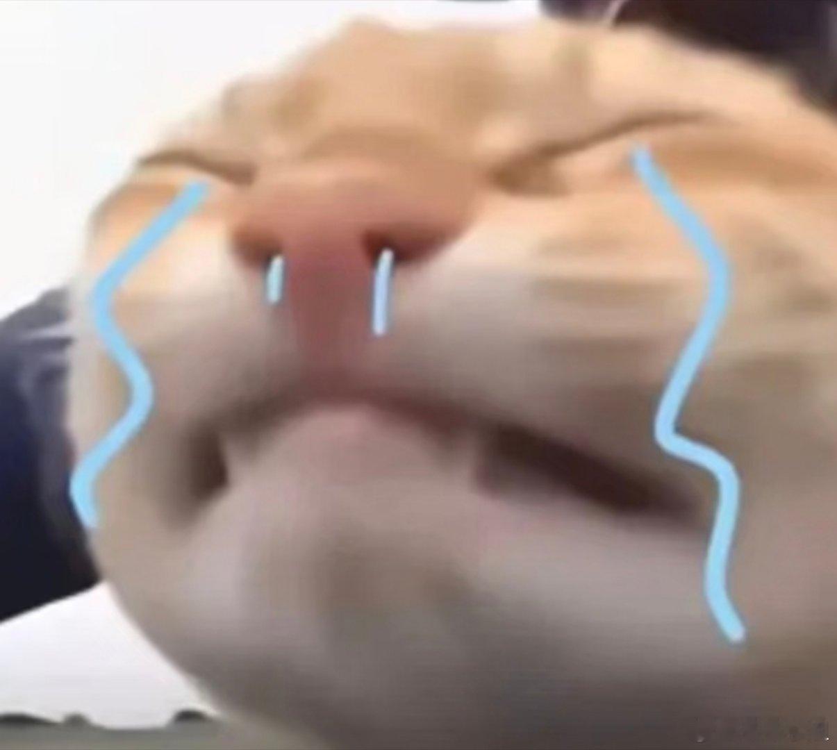 猫咪表情包。​​​