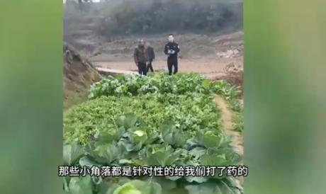 “严查到底！”12月15日，四川达州，一女子到自家菜地摘菜时，闻到一股强烈的农药