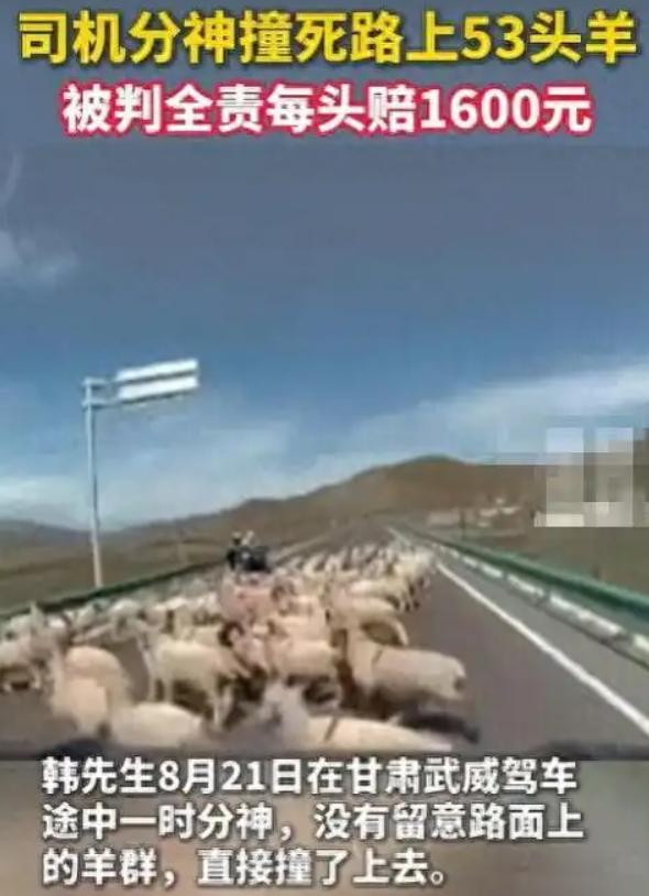甘肃武威车主开车分神撞上路面羊群，造成53只羊死伤全责赔付8.48万，满心以为赔