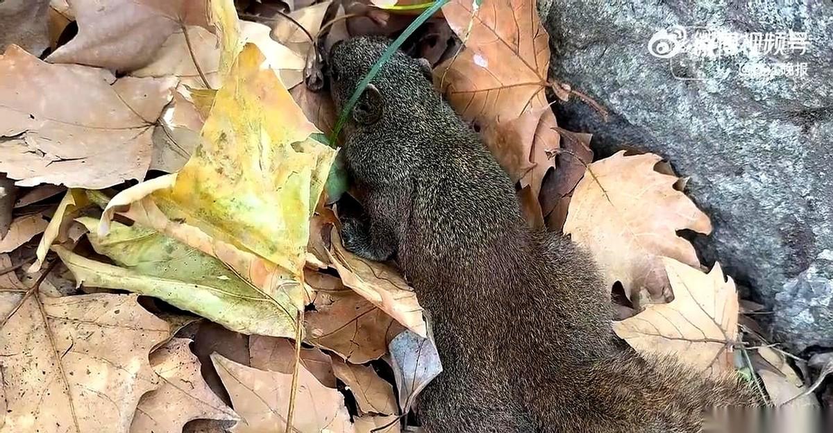 西湖边，“噗”的一声闷响。我第一反应是，谁家孩子这么皮，把毛绒玩具给扔下来了？