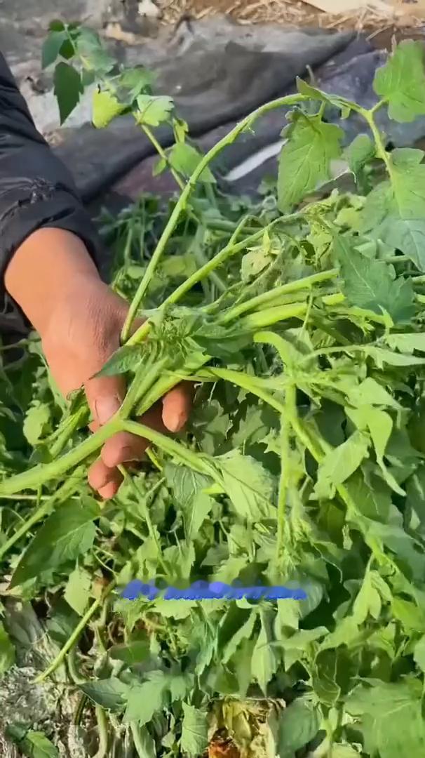 西红柿扦插。西红柿打下来的侧枝千万不要浪费，这可是农村里的宝贝。每个枝条20公