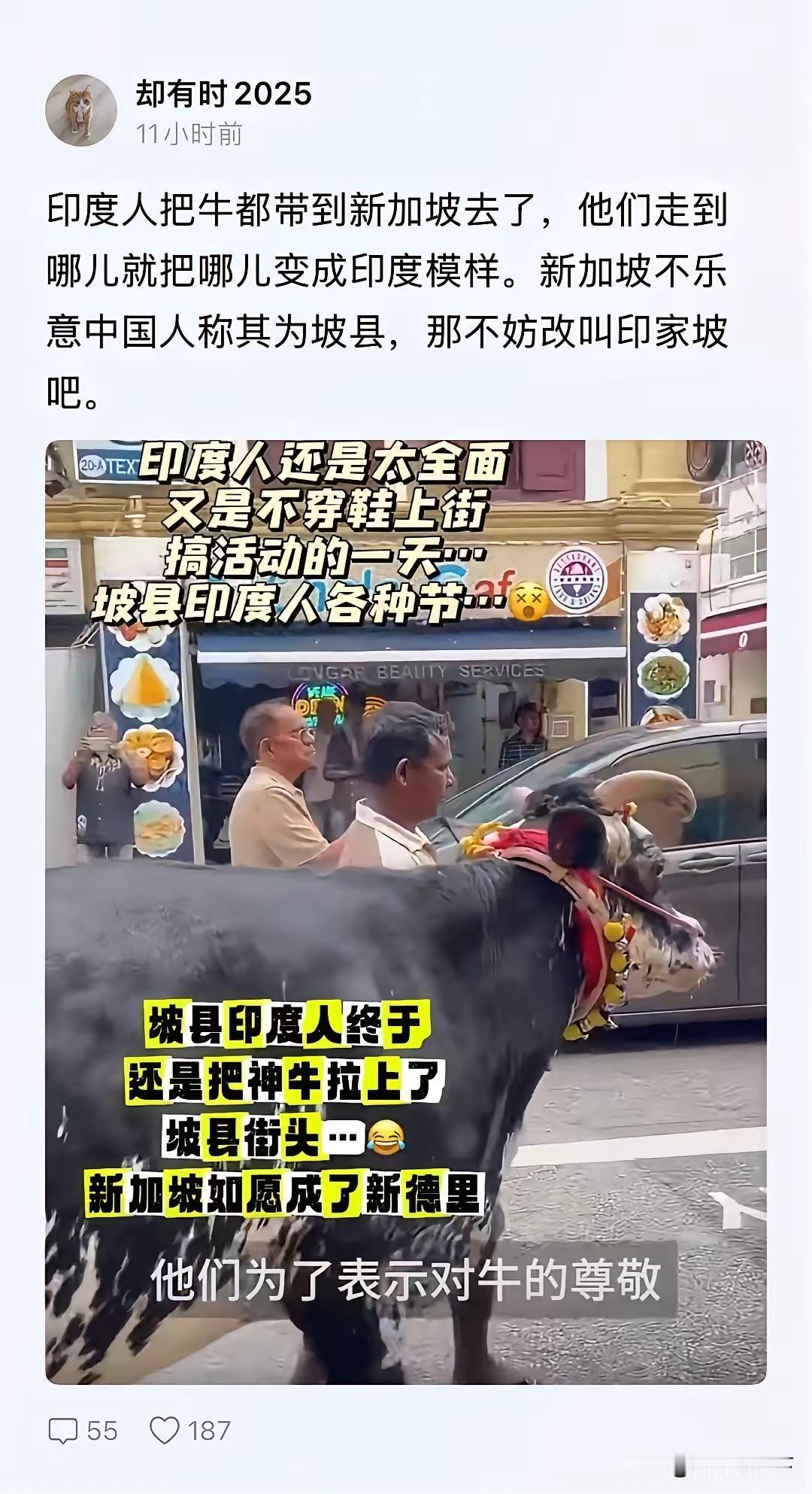 印度人竟然把神牛都牵上了街头！想不到新加坡人是大气不敢出，看来新加坡真的要改名