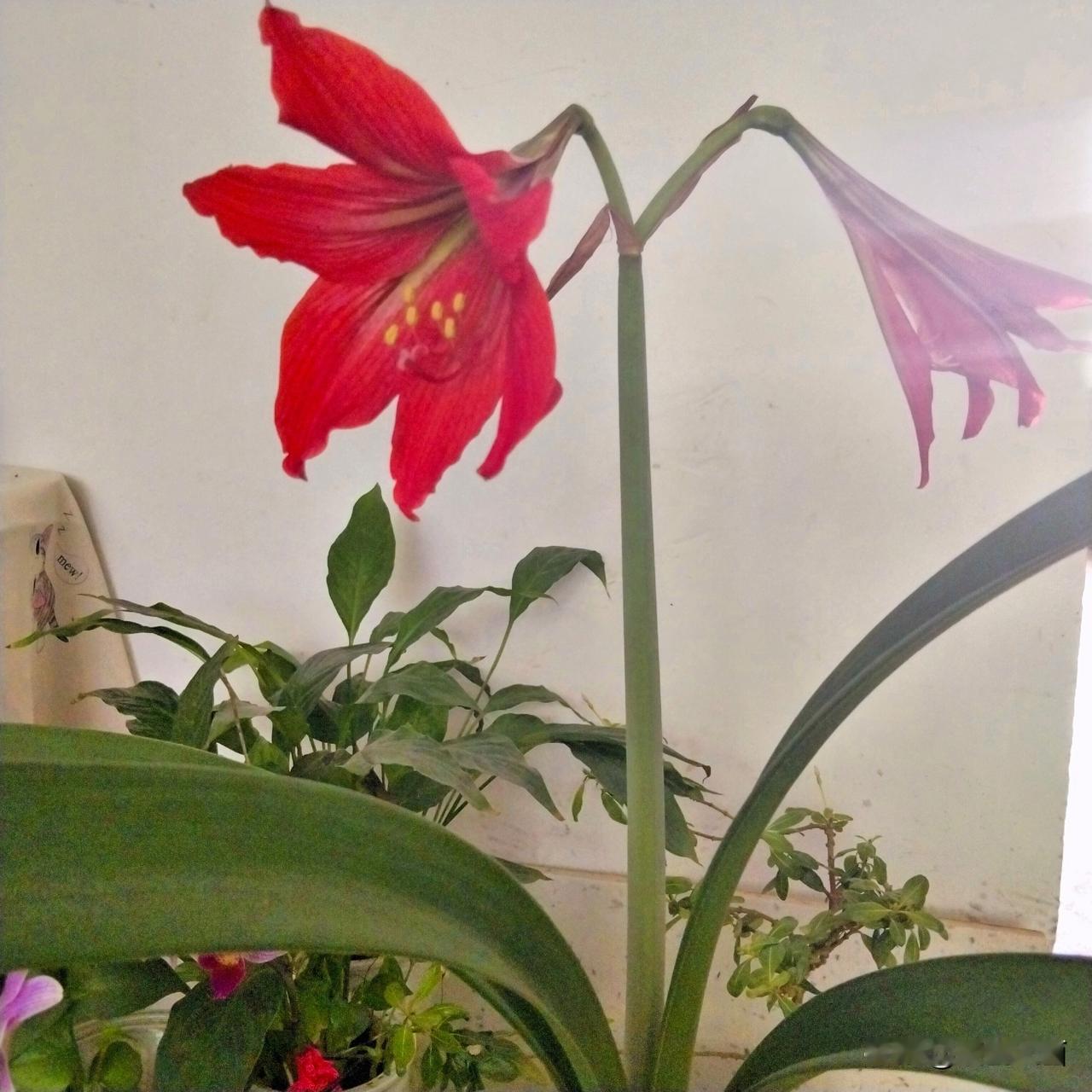 每天表扬一下我自己，能早起不赖床，会养花会制茶，坚持跑步不邋遢，我让自己高兴一下