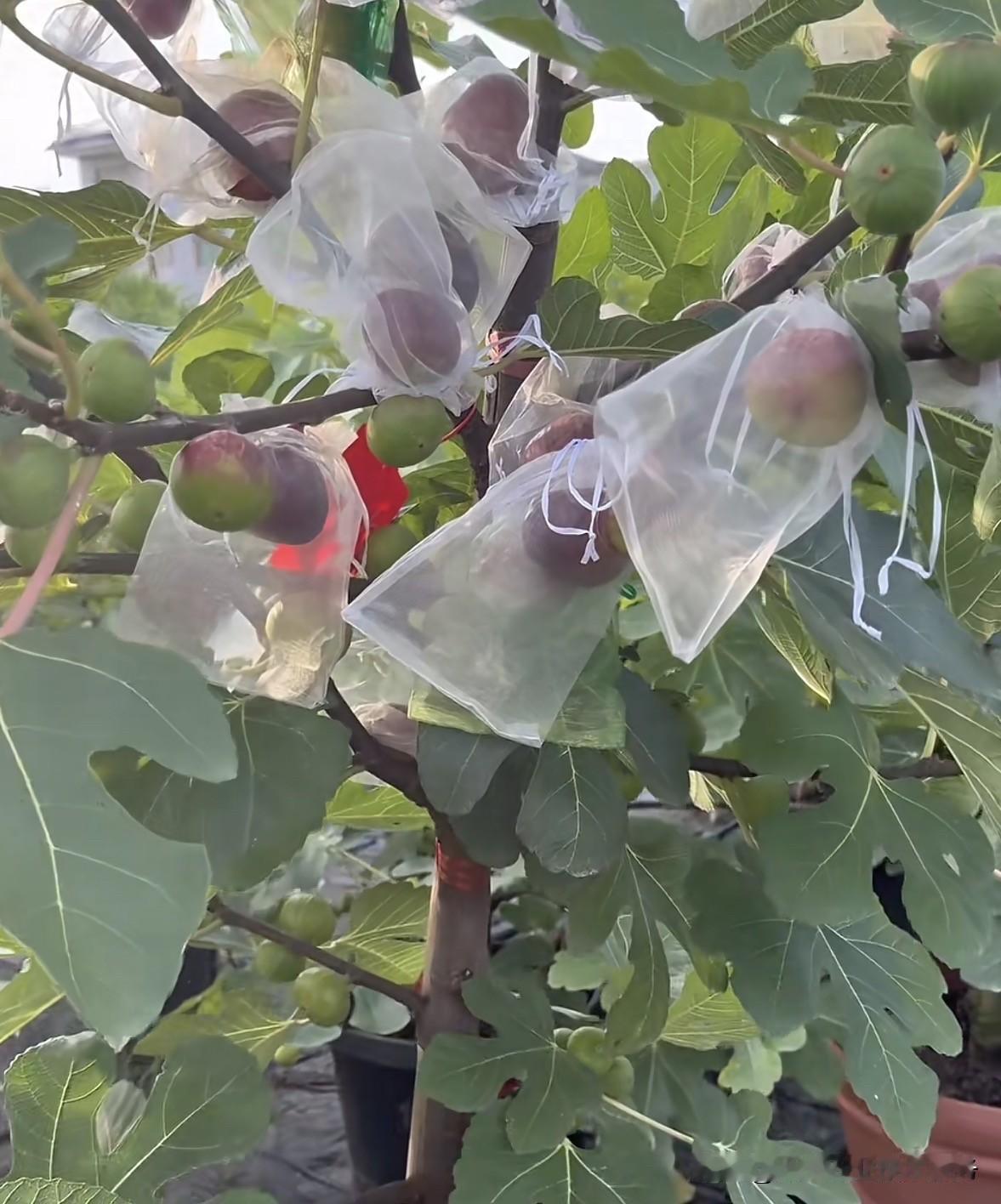 水溶肥和化肥有什么区别?水溶肥与常规颗粒化肥应用场景互补，前者包含无机型及氨基