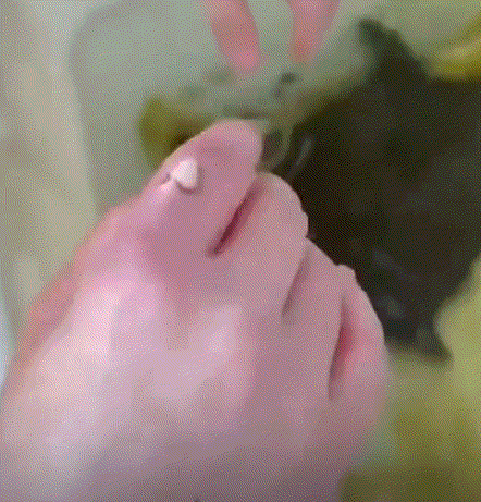 一女子处理甲鱼时，不慎被甲鱼死咬住了手指不松口。但女子被咬后，并没有像我们以为的