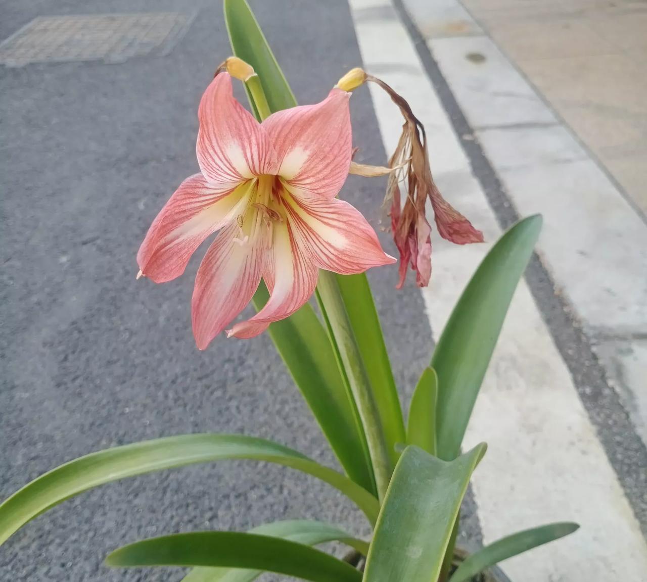 石破茂想不通，狠话说了，怂话也没少说。特朗普就是叫不进，你演你的戏，我收我的锐，