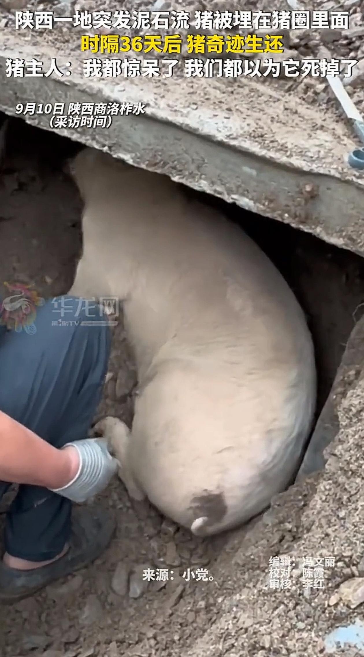 生命的奇迹！陕西商洛，泥石流把男子家里猪圈给冲垮了，他以为猪没救了都懒得挖，可一
