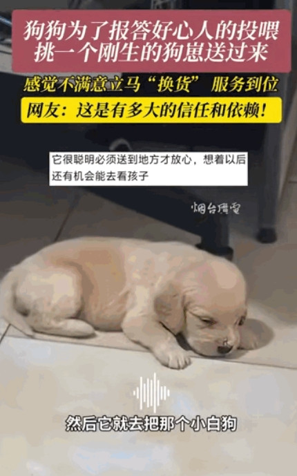 万物皆有灵性！江苏女子喂流浪狗，狗妈妈为报恩，竟叼来狗崽“求收养”，后续超暖