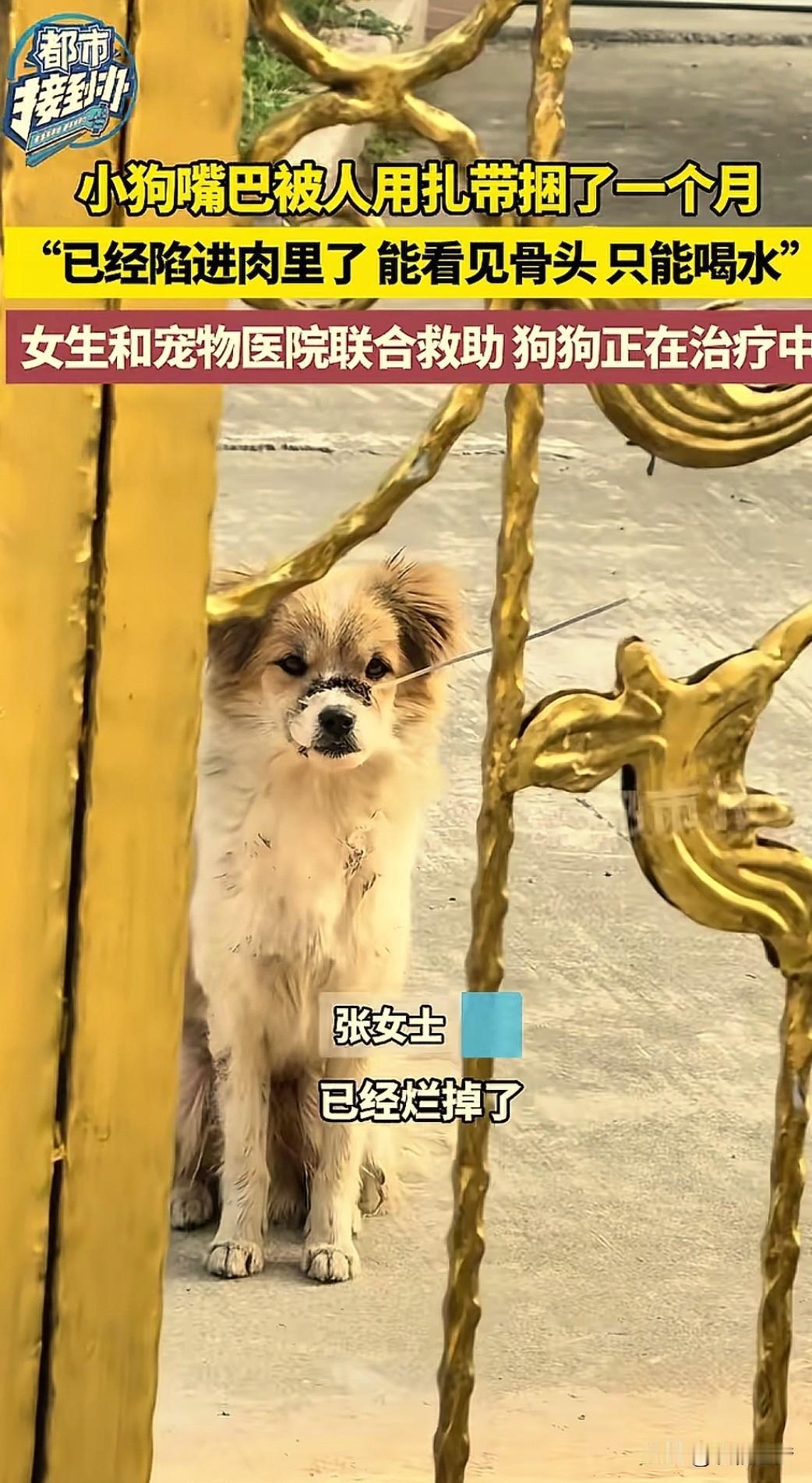 “太揪心了！”江苏吴江，一女子在家门口发现一只跑来的流浪狗，凑近一看吓了一跳，小