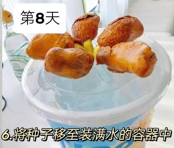 榴莲的种植方法🌱从果核开始：家庭盆栽版吃完榴莲别扔核，稍加打理就能养出一盆好