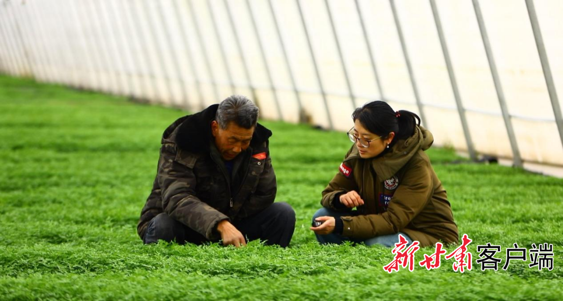 [甘快看]攥紧种业“芯片”蹚出振兴之路—— 岷县做强道地中药材种苗产业观察