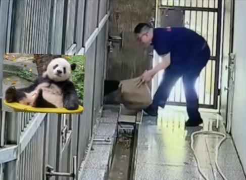 国宝的单臂力量原来这么强大，真的不能小觑，它们确实是熊而不是萌呼呼的猫啊！重重趁