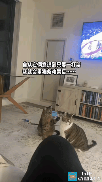 笑不活了！家里两只猫咪为了猫条，居然组团演戏😂俩猫平时好的时候形影不离，