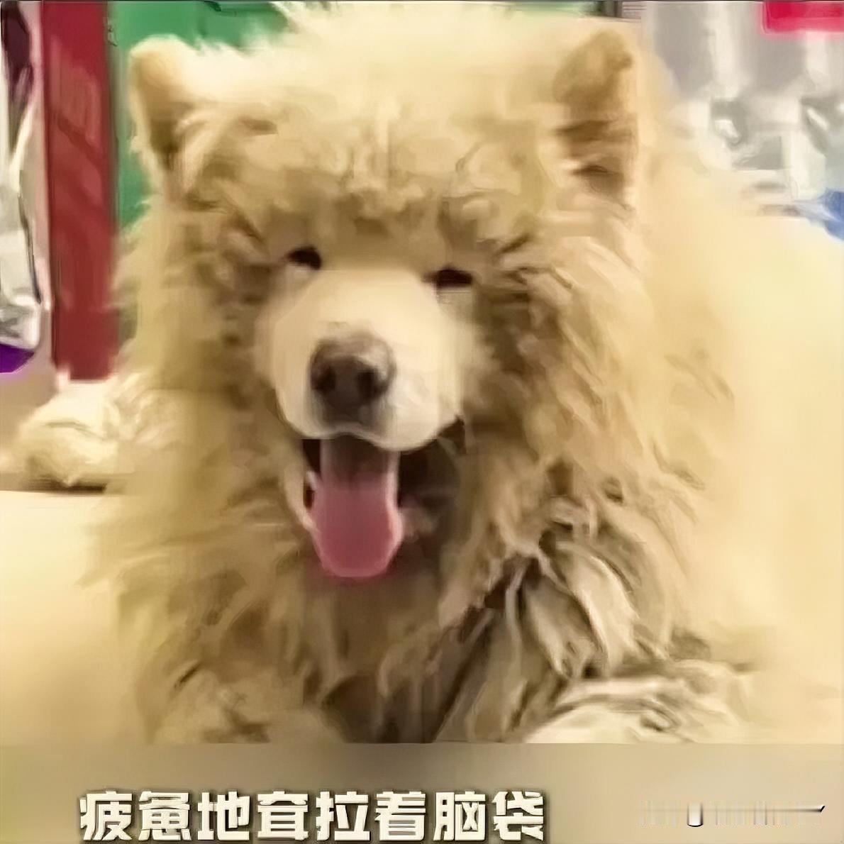 一只毛发杂乱、尽显疲惫的流浪狗，闯入了一家寻常超市，店主小姐姐的善意，成了它生命