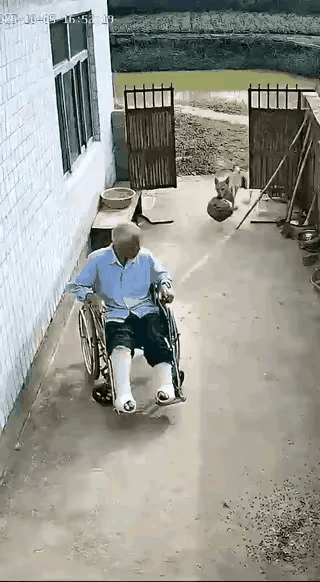 俗话说：偏方治大病。狗狗给老人带了个蜂巢，一下子把老人的双腿病治好了，这真是立