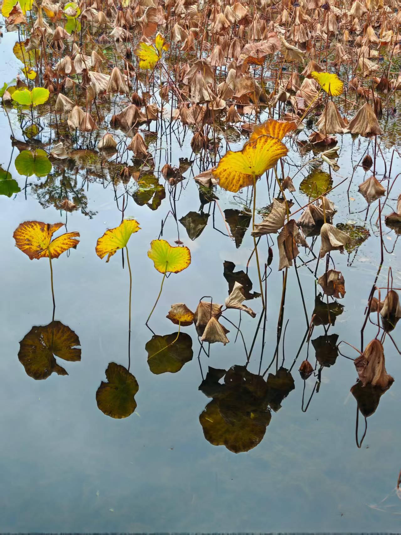 初冬进入天平山赏红枫，虽然只有少量的枫叶红了，却进入了大自然的环抱心情特别开心！