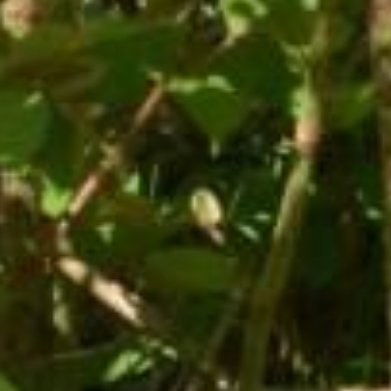 虎杖种植方法1. 土壤搭配：园土5份、腐殖土3份、粗河沙2份，耐贫瘠，少量腐熟秸