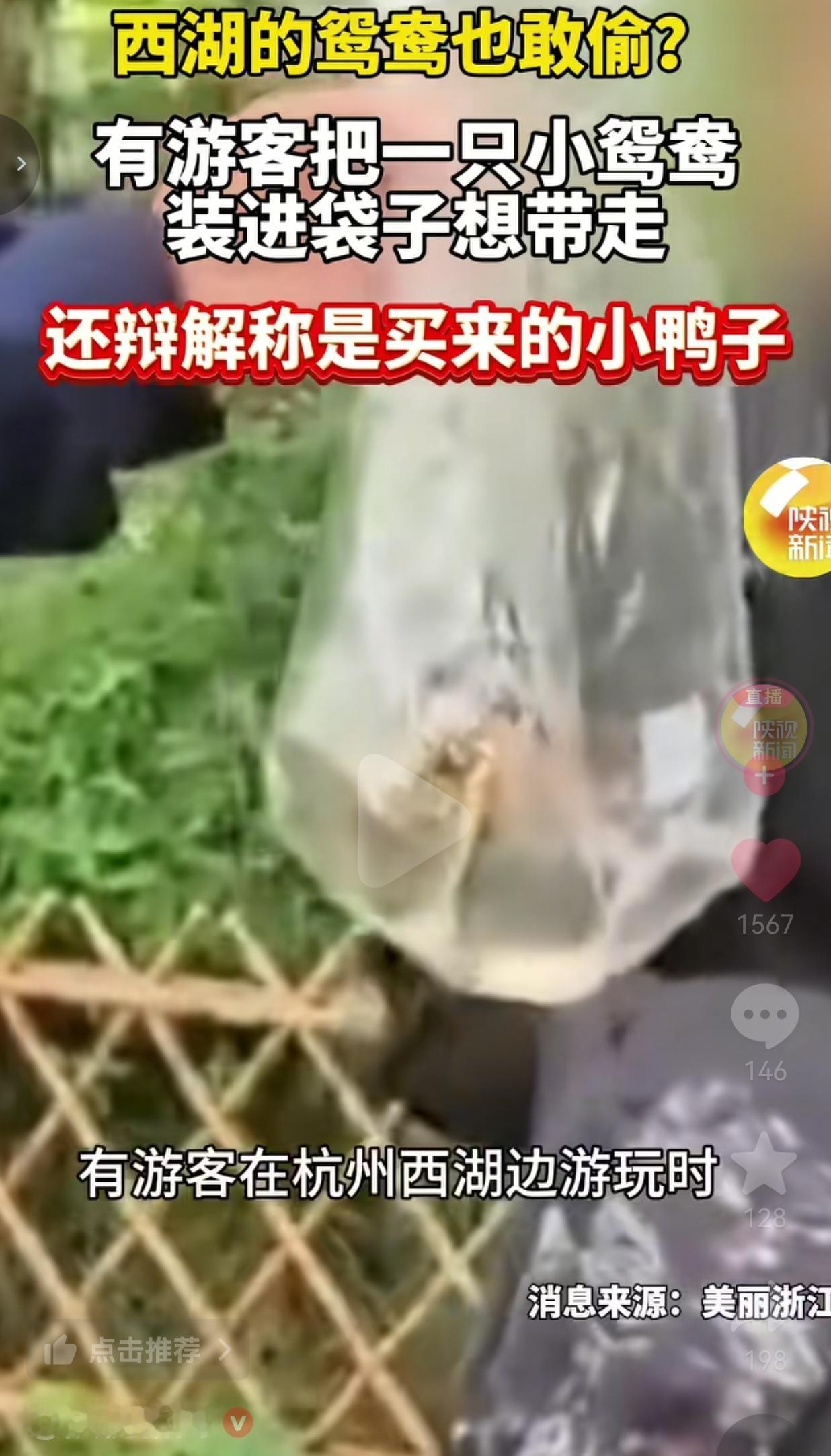 西湖里的鸳鸯也敢私自捕捉？这人胆子实在太大了！五一假期期间，杭州西湖边上，