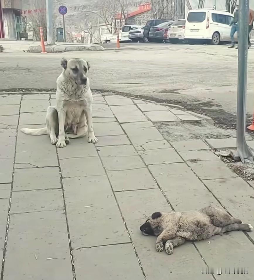 狗妈妈领着孩子过马路时，惨遭一辆小车撞击身亡。狗妈妈悲痛万分，眼眶蓄满泪水，试图