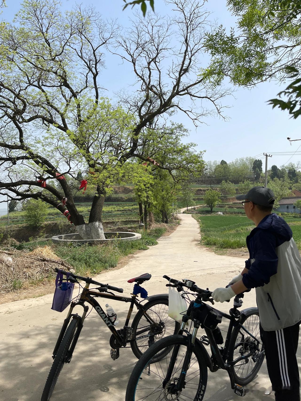 骑自行车又上官家岭。官家岭位于宝鸡市金台区金河镇西北山上。