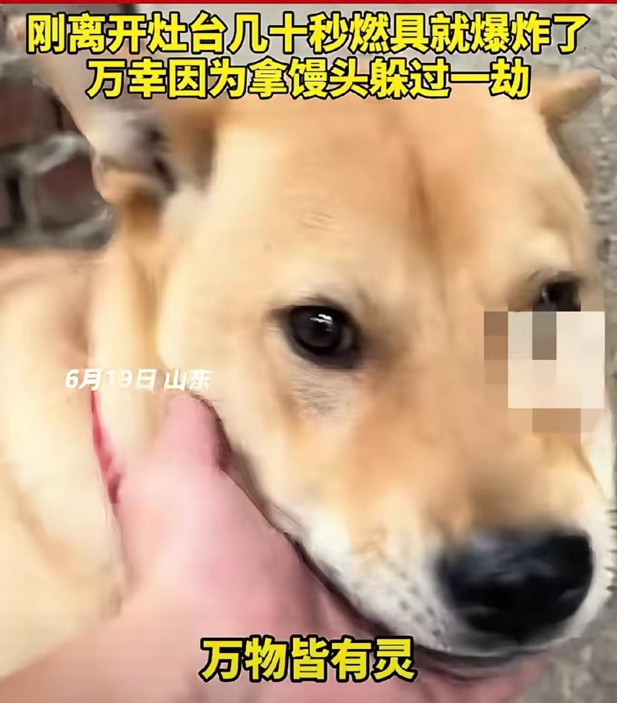 山东，一男子在家中灶台燃具上煮粽子，可煮粽子过程中，家中拴在院子里的大黄狗突然狂