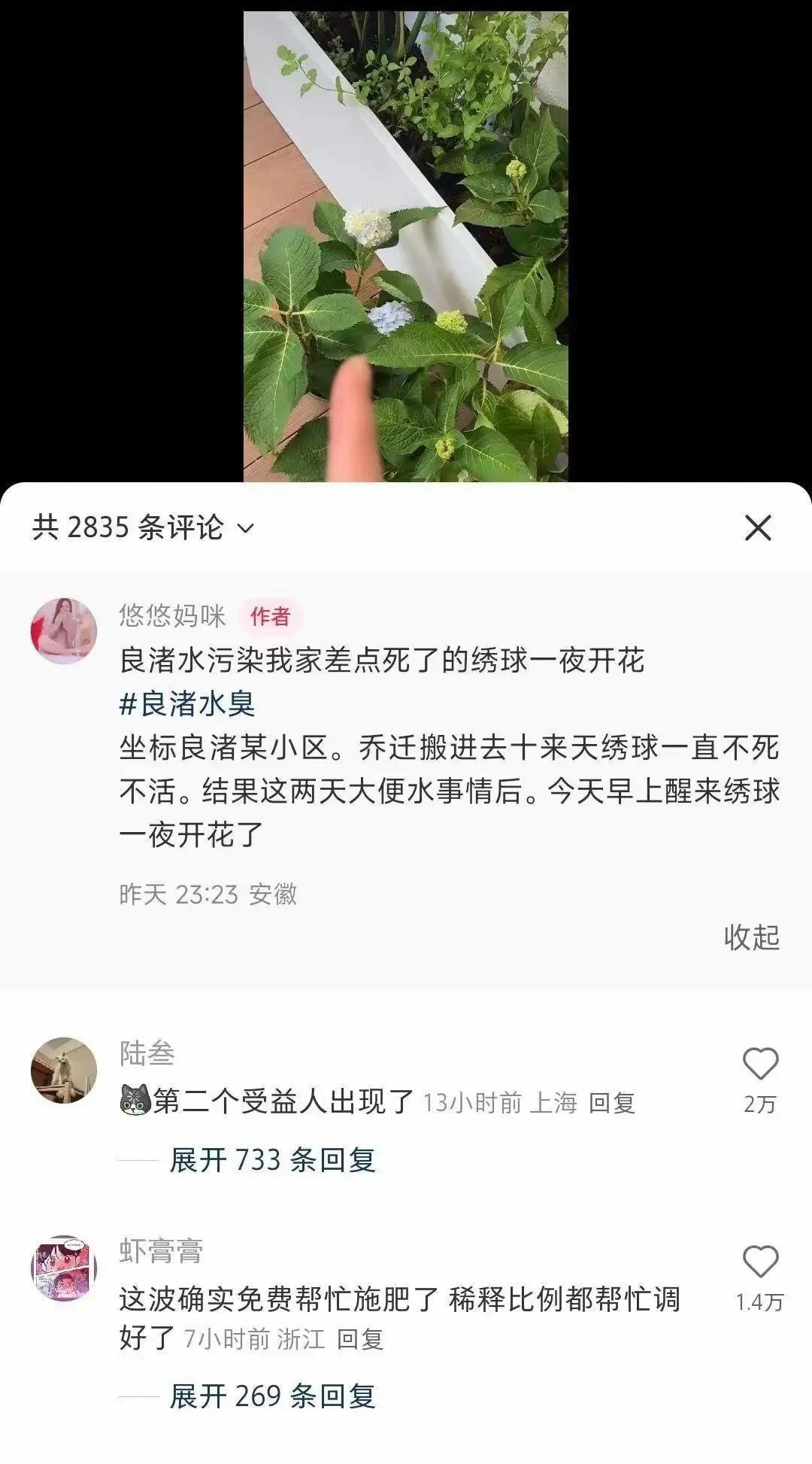第二个受益人，余杭良渚一用户因为使用了自来水浇花，结果快死了的绣球花竟然一夜开花