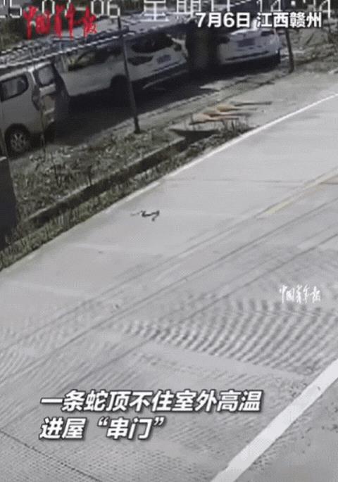 太牛了！江西赣州，一条蛇跑进村民家！不料，男子不仅不怕，反而兴奋的朝蛇跑过去，直
