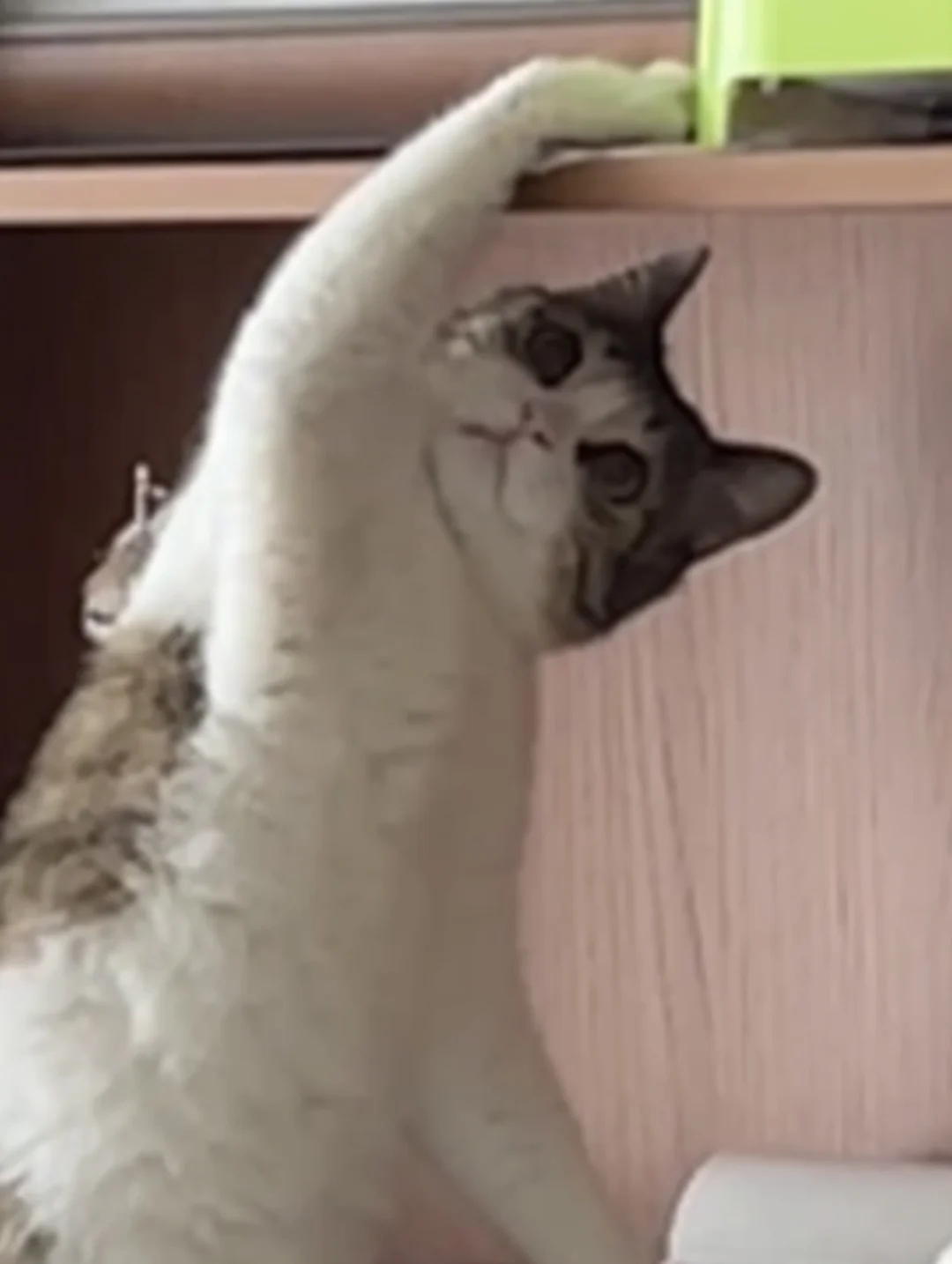 午休打开监控看到我家猫在偷玩具…..