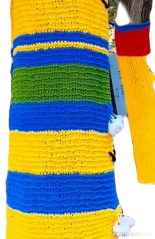 给树穿毛衣，这得花多少钱，钱谁来出？这几天，网上看到济南街头树都穿上了“毛