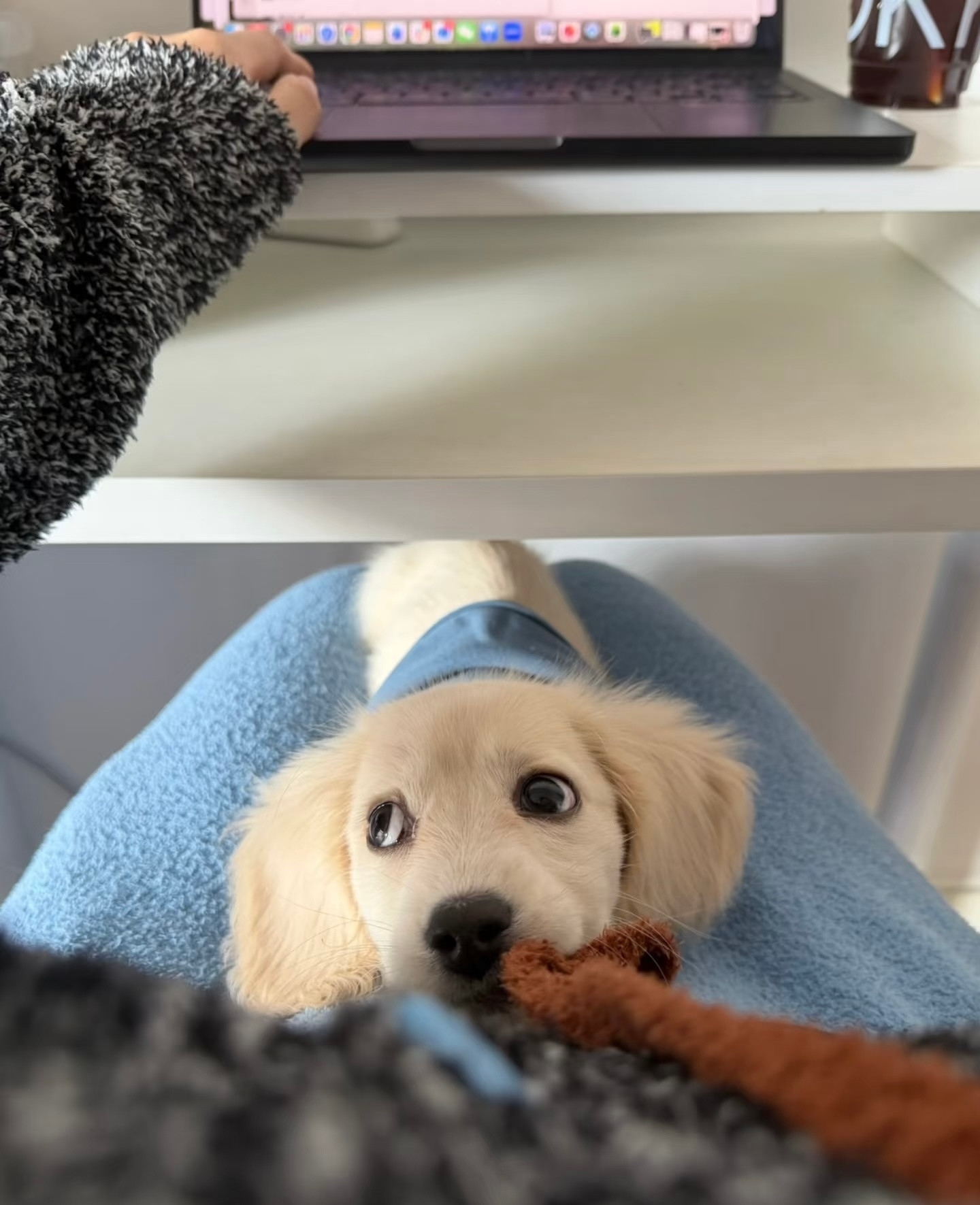 别人上班摸鱼我摸小狗