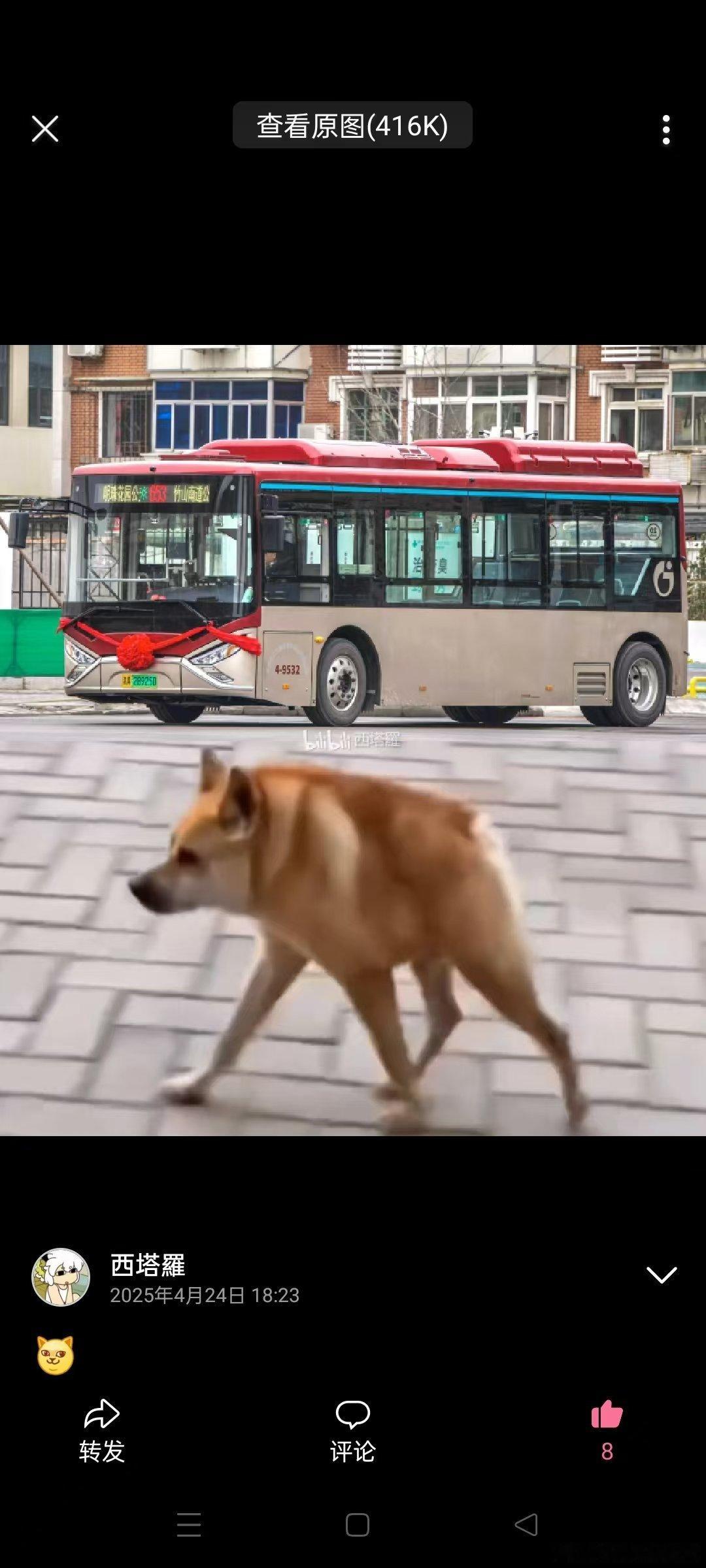 提臀狗和短臀狗。。。