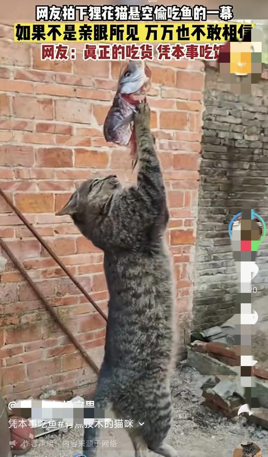 这狸花猫也太拼了！凭实力干饭的样子太帅网友拍到的这一幕真的惊到我了！😂