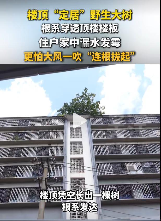 贵阳油榨街贵钢职工宿舍楼一处顶楼住户，遭遇了一桩持续三年的闹心事。该楼栋9楼顶楼