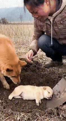 这主人也是缺心眼子，就不能避开狗妈妈时再埋吗？[哭哭]