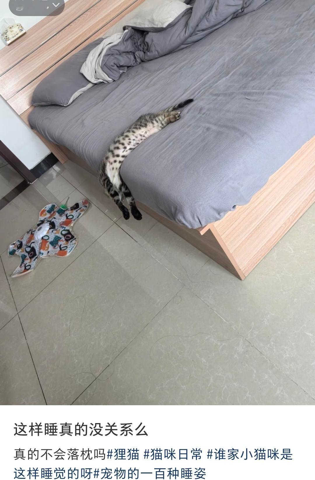 猫是液体