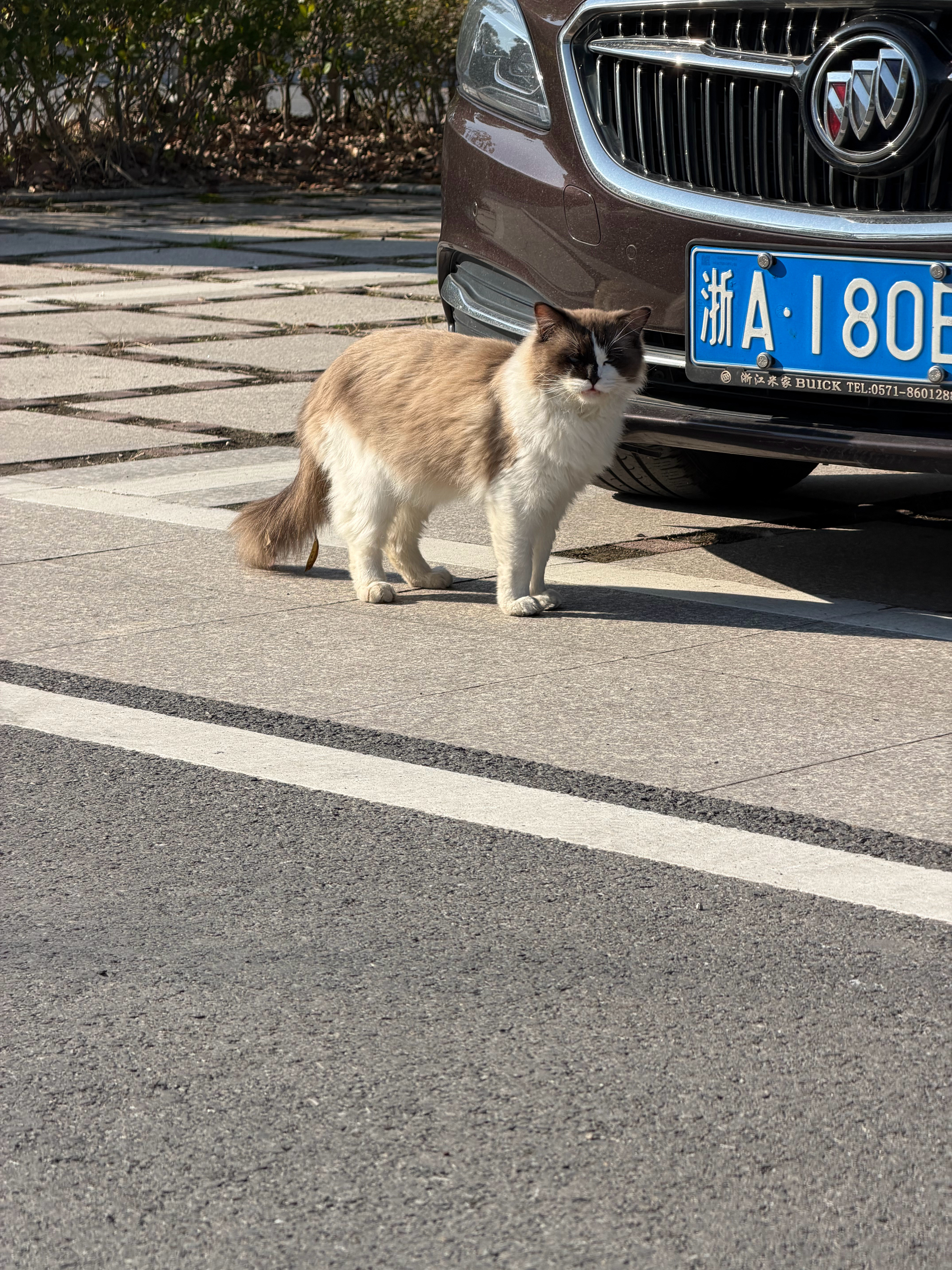 拍摄的时候🎬遇到爵士好猫极氪007gt猫咪