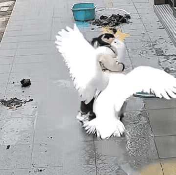 村霸也不是谁都不怕，看看这下遇到惹不起的对手了吧！[捂脸哭][捂脸哭][捂脸哭][捂脸